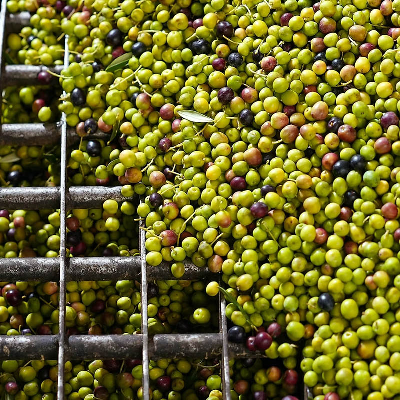 Aceite de Oliva Virgen Extra L’Oli ecológico Cuadrat Valley