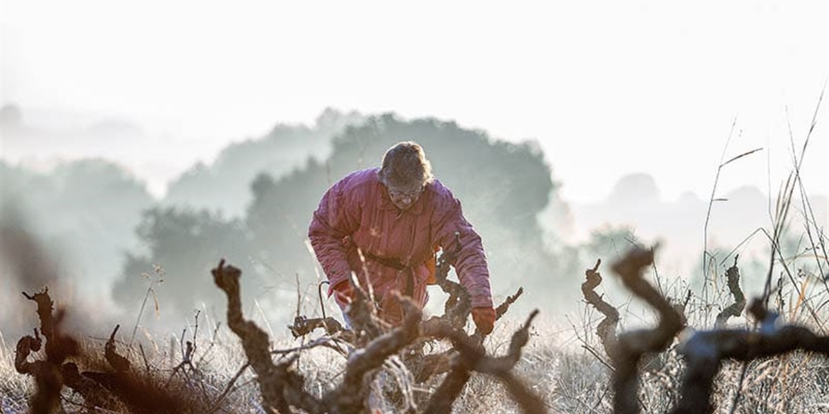 Vins El Cep, primera bodega que elabora de manera integral el Cava