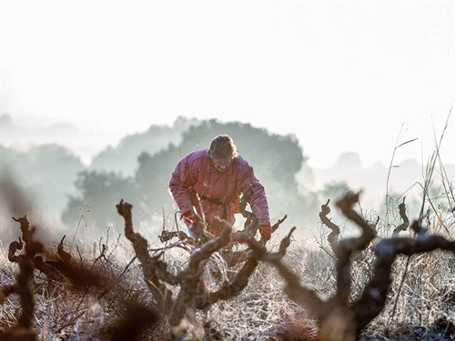 Vins El Cep, premier domaine à élaborer intégralement le Cava