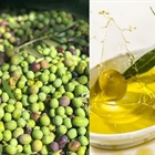 Do you prefer Picual or Arbequina?