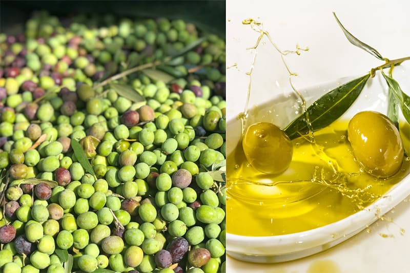 Do you prefer Picual or Arbequina?