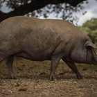 Iberian specialties and Black-Label acorn‑fed ham: there's nothing better.