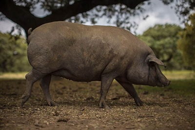Iberian specialties and Black-Label acorn‑fed ham: there's nothing better.