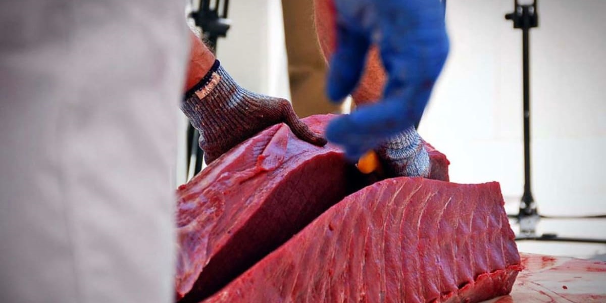 Bluefin Tuna: A Treasure of the Spanish Mediterranean