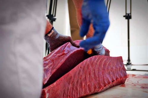 Bluefin Tuna: A Treasure of the Spanish Mediterranean