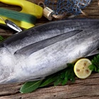 Bonito del Norte: the Cantabrian Sea's gourmet fish

(Alternative: Albacore (bonito del norte): the Cantabrian Sea's gourmet fish)