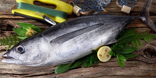 La bonite du Nord : le poisson gourmet de la mer Cantabrique
