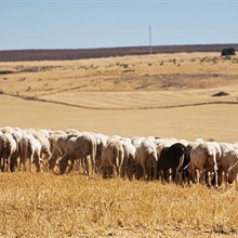 Ciudad Real, gastronomie de très haut niveau