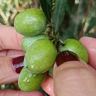 Fun Facts About Extra Virgin Olive Oil