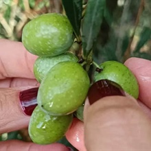Des choses amusantes sur l'huile d'olive extra vierge