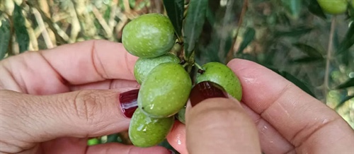 Fun Facts About Extra Virgin Olive Oil