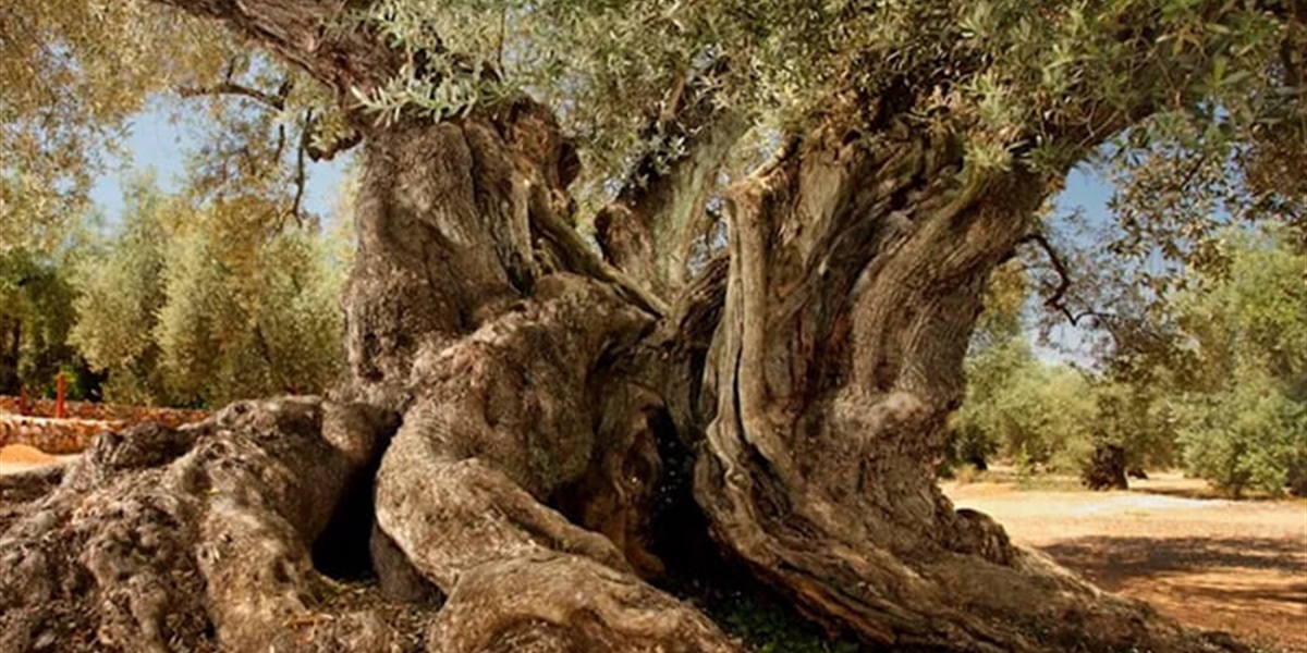 Premium extra virgin olive oil — why isn't it a recognized category?