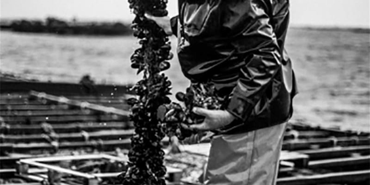 ROI&Co: Excellence in Gourmet Galician Preserves