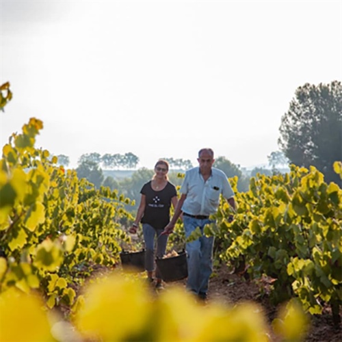 Vins El Cep : cavas haut de gamme qui définissent la tradition du Penedès depuis 1448