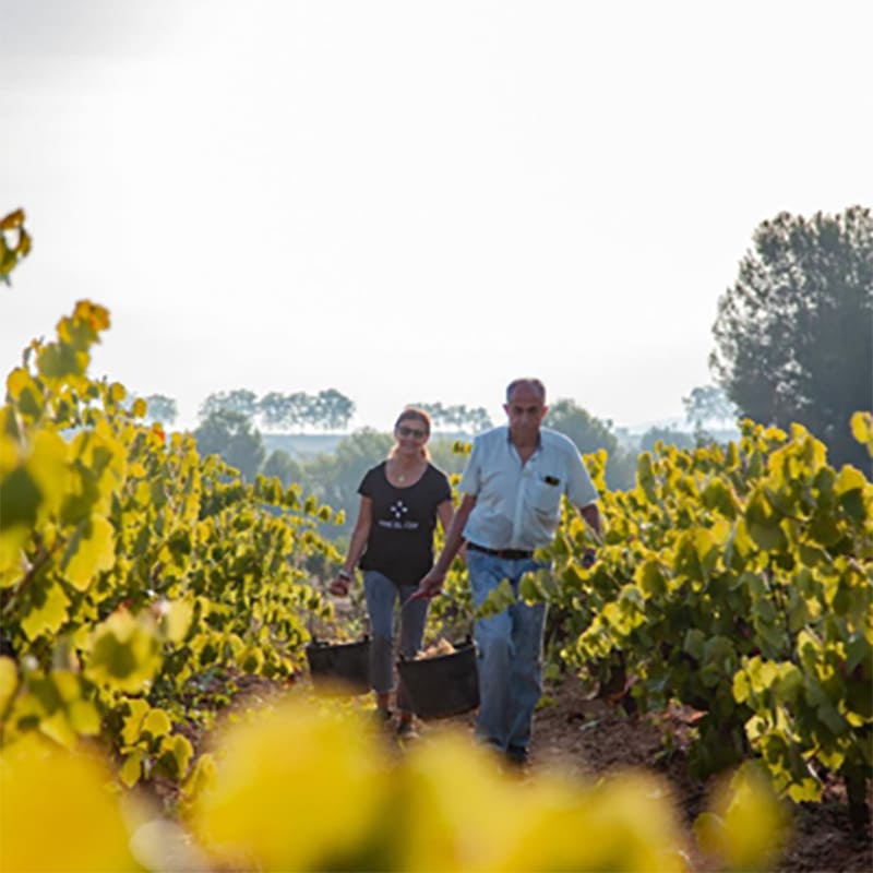 Vins El Cep : cavas haut de gamme qui définissent la tradition du Penedès depuis 1448
