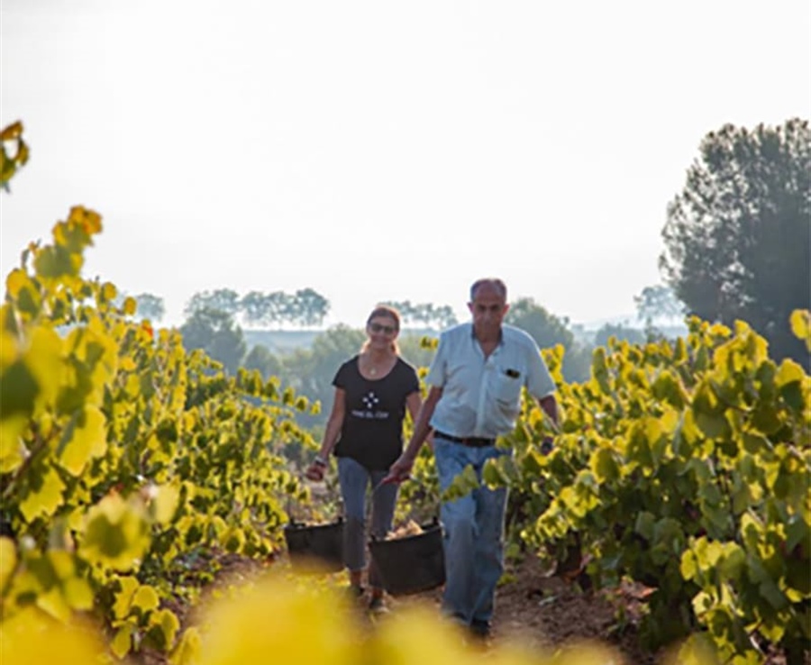 Vins El Cep : cavas haut de gamme qui définissent la tradition du Penedès depuis 1448