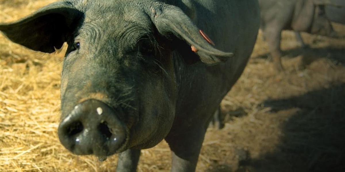 Guijuelo: The spot where Iberian ham touches the sky