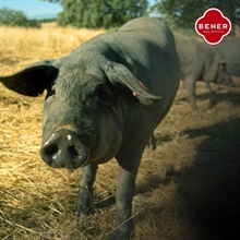 Guijuelo : le coin où le jambon ibérique touche le ciel