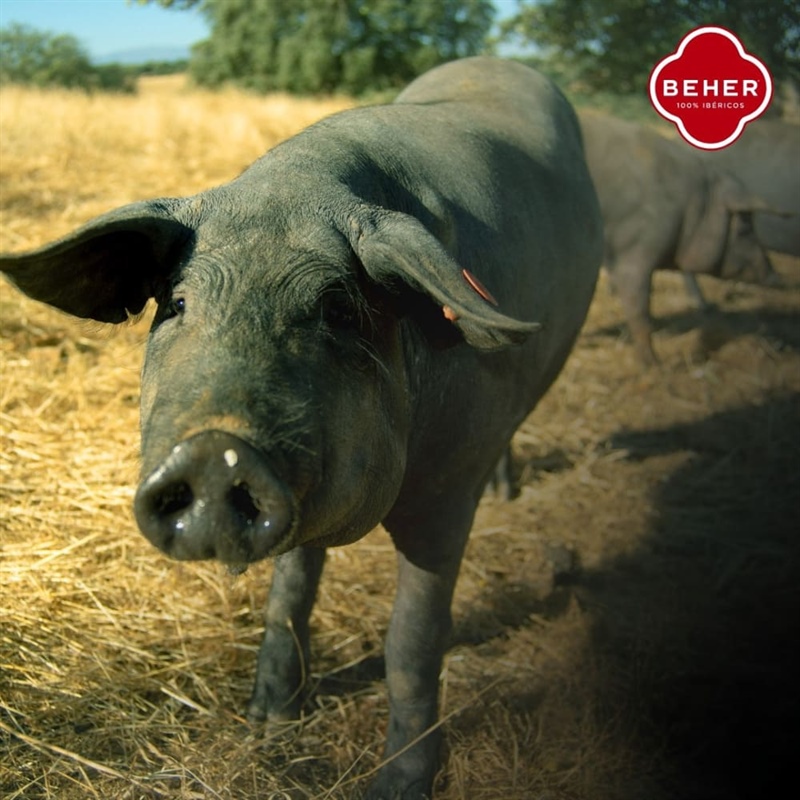 Guijuelo : le coin où le jambon ibérique touche le ciel