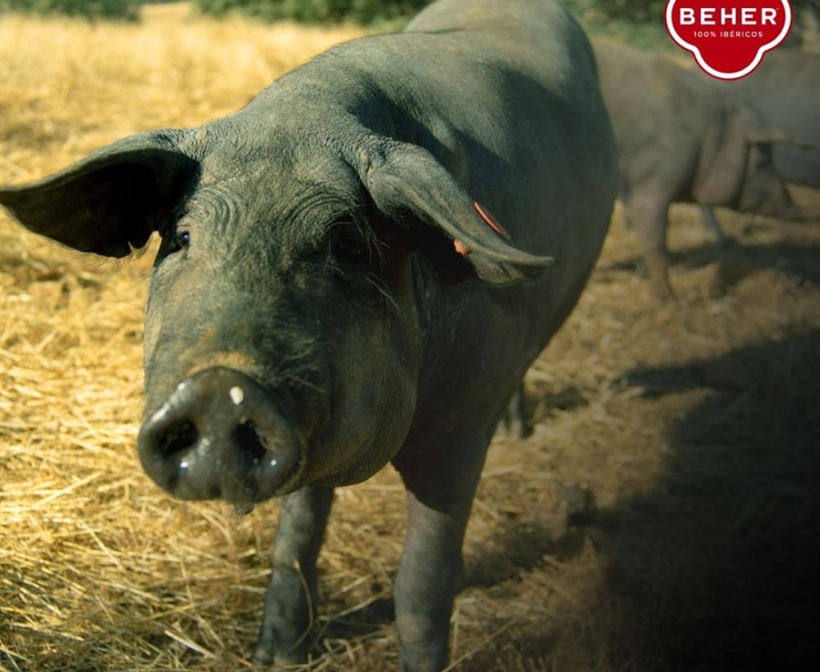 Guijuelo : le coin où le jambon ibérique touche le ciel