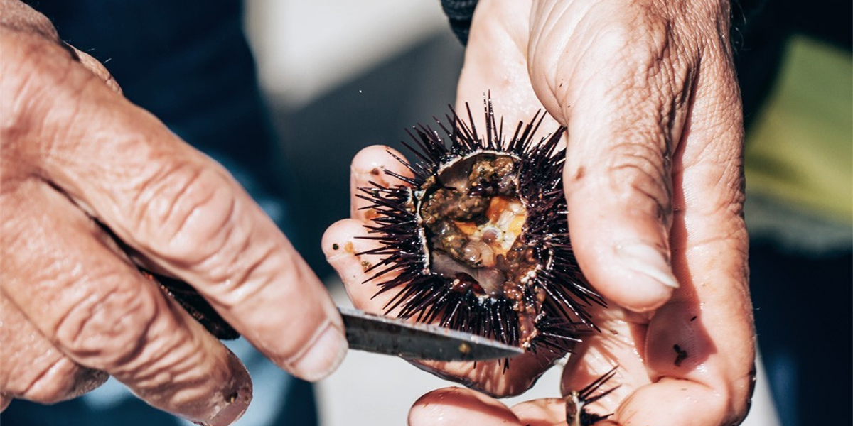 Made in Cantábrico: the flavor of the North on your table