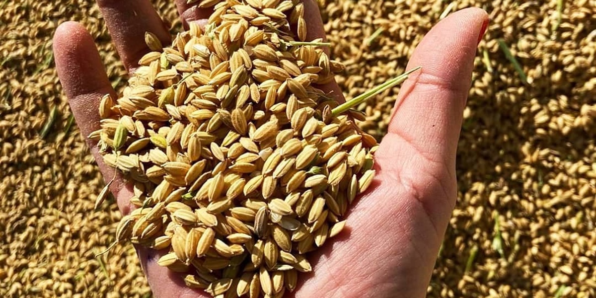 The Magic of Rice from Albufera Natural Park: Sivaris — Quality and Tradition in Every Grain