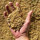 La magie du riz du Parc naturel de l'Albufera : Sivaris, qualité et tradition à chaque grain