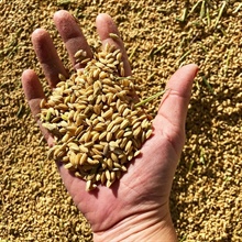 La magie du riz du Parc naturel de l'Albufera : Sivaris, qualité et tradition à chaque grain