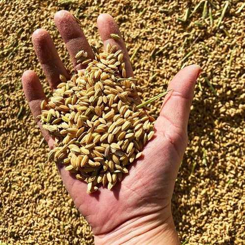 La magie du riz du Parc naturel de l'Albufera : Sivaris, qualité et tradition à chaque grain