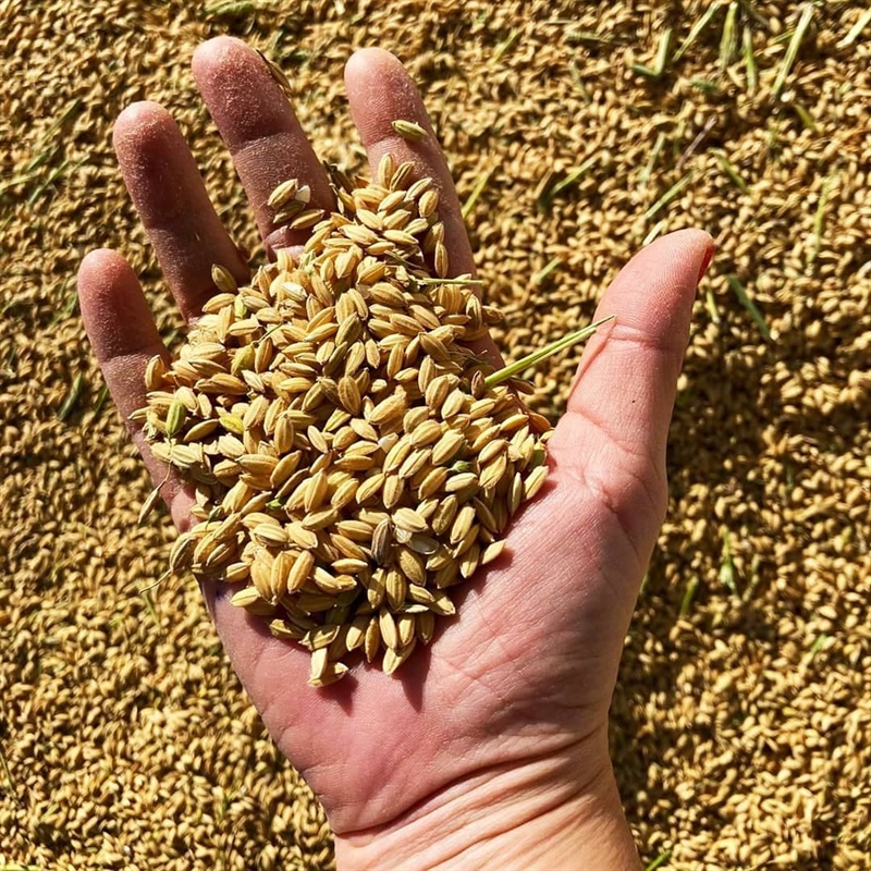 La magie du riz du Parc naturel de l'Albufera : Sivaris, qualité et tradition à chaque grain