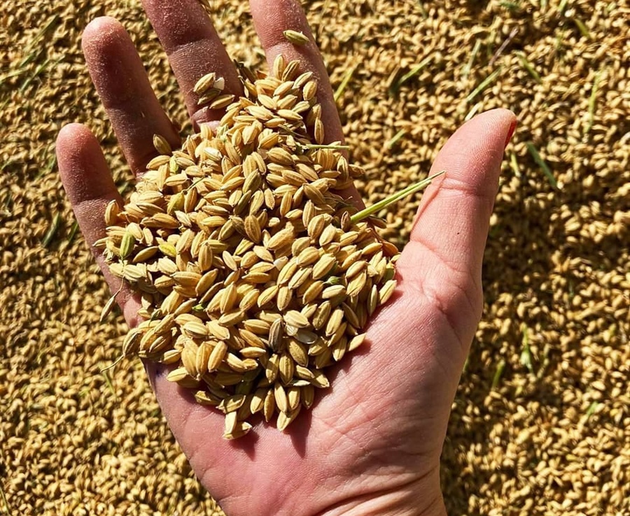 La magie du riz du Parc naturel de l'Albufera : Sivaris, qualité et tradition à chaque grain
