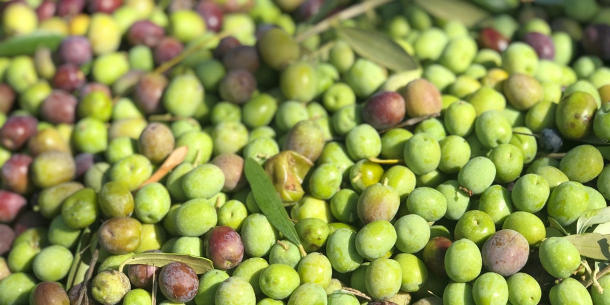 2025 Harvest: The Art of Spanish Extra Virgin Olive Oil at Its Finest