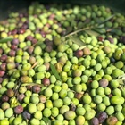 2025 Harvest: The Art of Spanish Extra Virgin Olive Oil at Its Finest