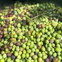 Récolte 2025 : l'art de l'huile d'olive extra vierge espagnole à son apogée