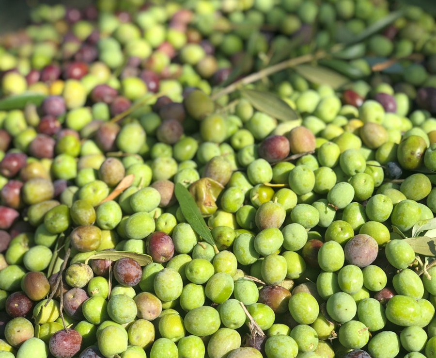 Récolte 2025 : l'art de l'huile d'olive extra vierge espagnole à son apogée