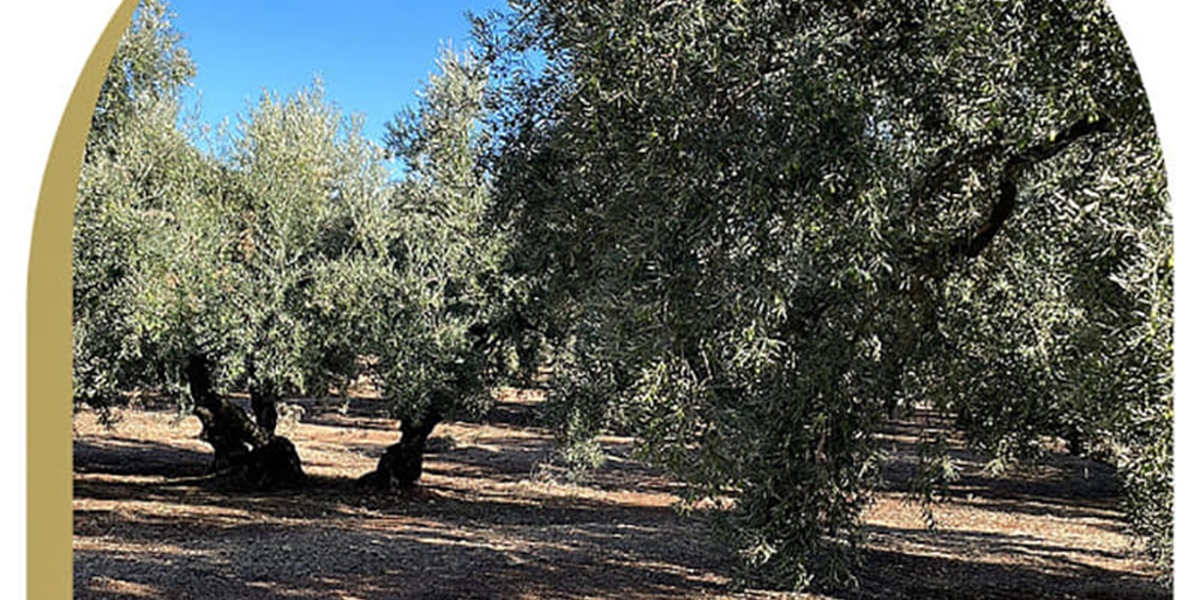 Oleum Alcazaba: el Aceite de Oliva Virgen Extra Ecológico Premium del Mediterráneo que Conquista Europa