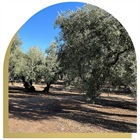 Oleum Alcazaba: The Premium Organic Extra Virgin Olive Oil from the Mediterranean Winning Over Europe