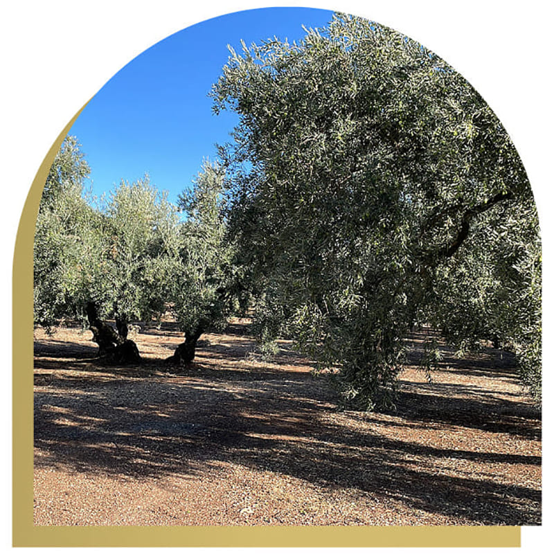 Oleum Alcazaba: The Premium Organic Extra Virgin Olive Oil from the Mediterranean Winning Over Europe