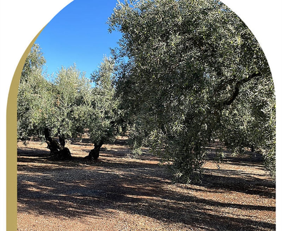 Oleum Alcazaba : l'huile d'olive vierge extra biologique haut de gamme de la Méditerranée qui conquiert l'Europe