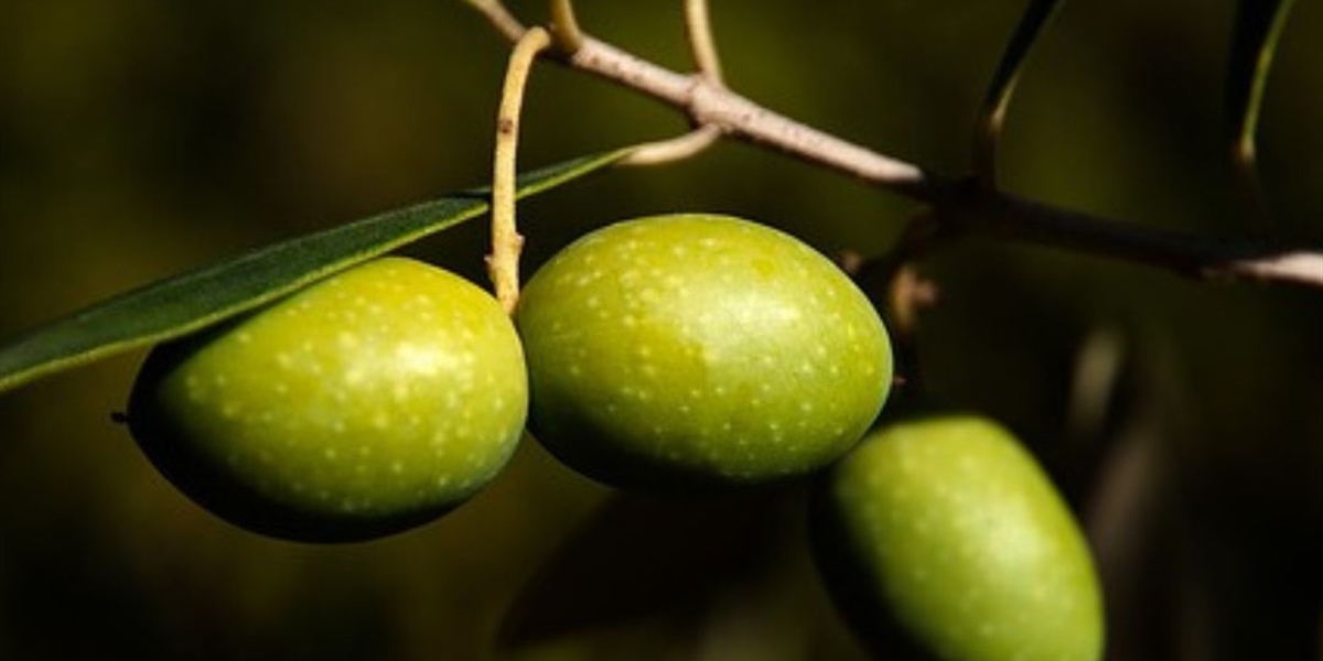 La aceituna Picual: un patrimonio de Andalucía para el mundo