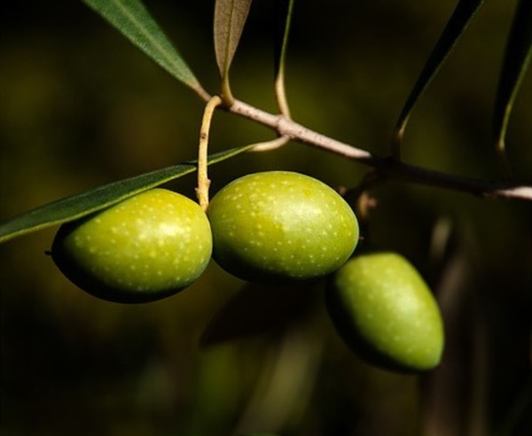 La aceituna Picual: un patrimonio de Andalucía para el mundo
