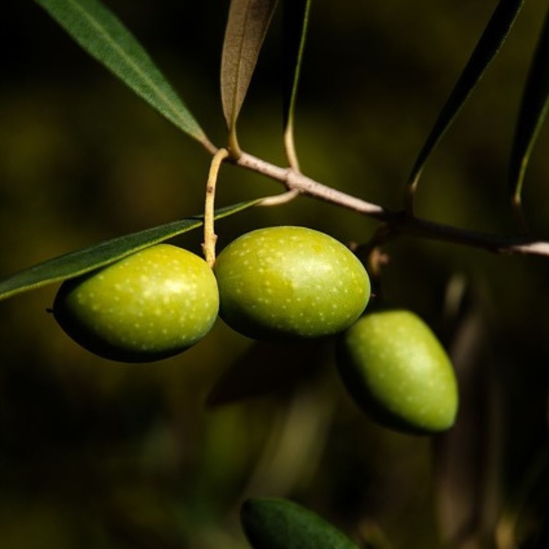 The Picual Olive: Andalusia's Heritage for the World