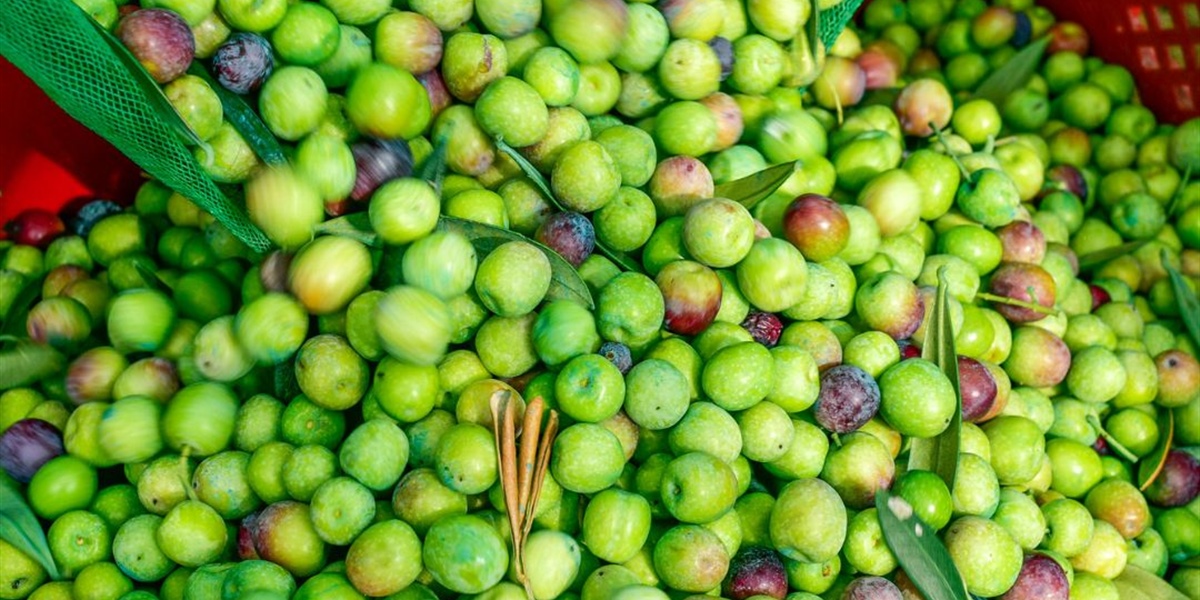 La aceituna Arbequina: un patrimonio de Cataluña para el mundo