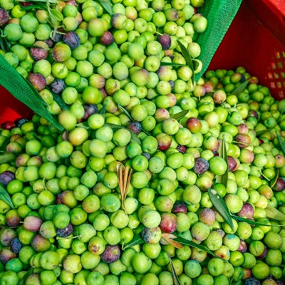 The Arbequina Olive: a Catalan Heritage for the World