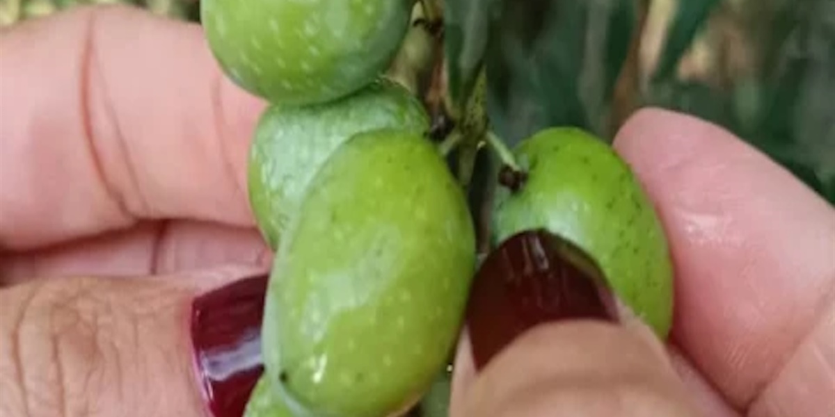 L'olive Sikitita : la nouvelle perle d'Andalousie qui conquiert le monde