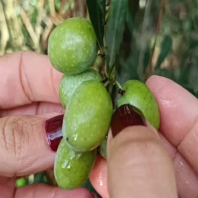 The Sikitita Olive: Andalusia's New Gem That's Conquering the World