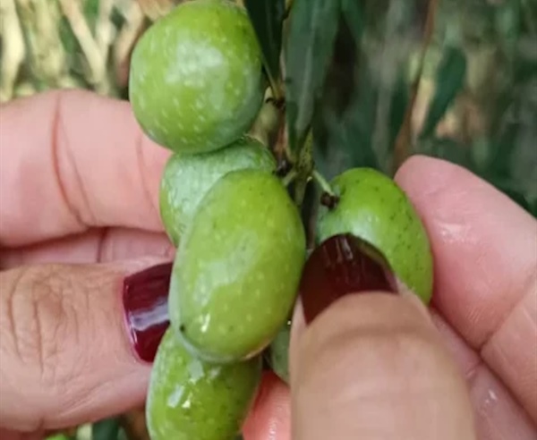 La aceituna Sikitita: la nueva joya de Andalucía que conquista el mundo