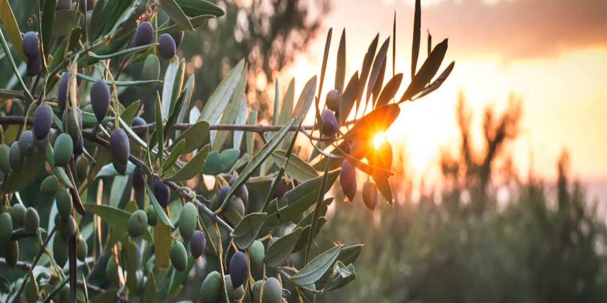 Cosecha temprana: cuando el aceite de oliva se convierte en una obra de autor