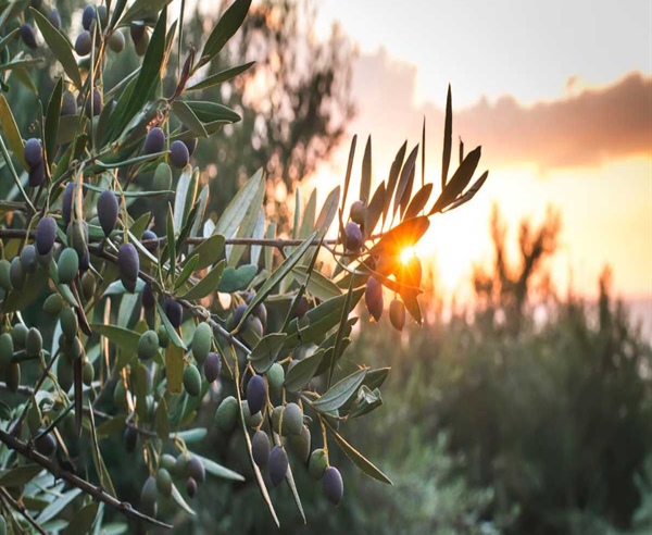 Cosecha temprana: cuando el aceite de oliva se convierte en una obra de autor