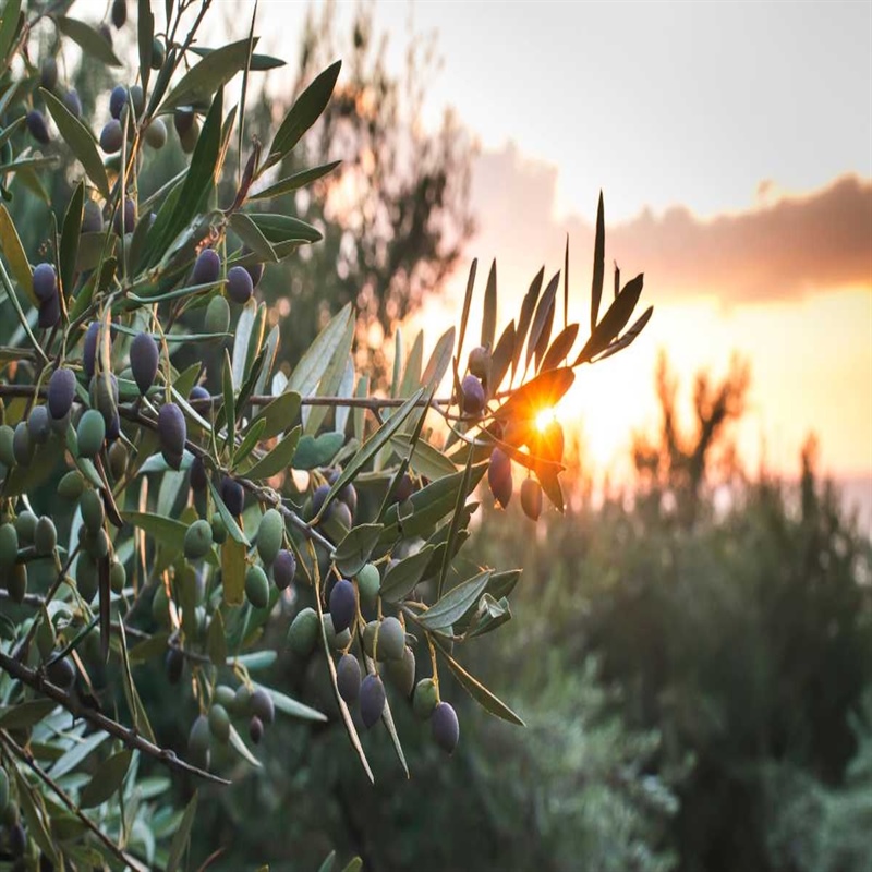 Early Harvest: When Olive Oil Becomes a Work of Art